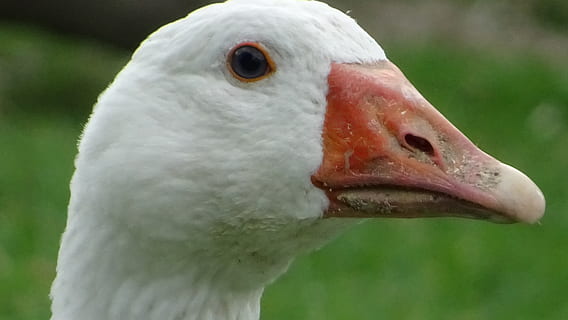 Oca, un animale, temi animali, uccello, animale, parte del corpo animale, fauna selvatica, vertebrato, animali allo stato selvatico, avvicinamento, becco, concentrarsi sulle conoscenze acquisite, testa di animale, Colore bianco, nessuno, giorno, natura, anatra, all'aperto, pollame, occhio animale, 5K, CC0, dominio pubblico, privo di copyright