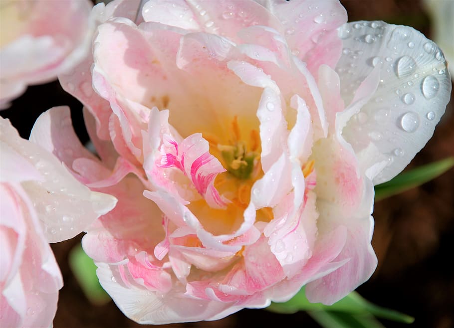 tulipa, rosa, primavera, flor, florir, gota d’aigua, planta amb flors, bellesa a la natura, pètal, frescor, planta, primer pla, color rosa, inflorescència, vulnerabilitat, fragilitat, creixement, cap de flor, cap gent, naturalesa, aigua, tirar, centrar-se en primer pla, humit, a l'aire lliure, pol·len, puresa, gota de pluja, rosada, 2K