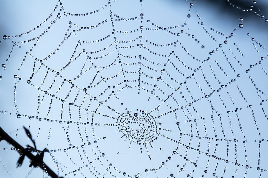 perles, teranyina, web, rosada, degoteig, gota de pluja, gota de rosada, gota d’aigua, al matí, a la llum del matí, xarxes tenses, rosada del matí, naturalesa, cap gent, fons, primer pla, patró, trencat, marc complet, vidre - material, fragilitat, dia, vista d’angle baix, cel, aigua, esquerdat, blau, tirar, a l'aire lliure, finestra, 5K