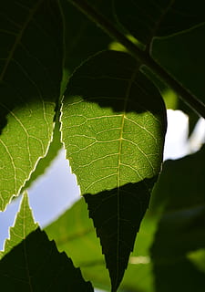 Natur, Blatt, gezackte Blattrand, Pflanzenteil, grüne Farbe, Pflanze, Nahansicht, Wachstum, Blattvene, Schönheit in der Natur, keine Leute, Tag, draußen, Frische, selektiver Fokus, natürliches Muster, Fokus auf den Vordergrund, Blätter, Baum, Verletzlichkeit, Sonnenlicht, 5K, CC0, gemeinfrei, lizenzfrei