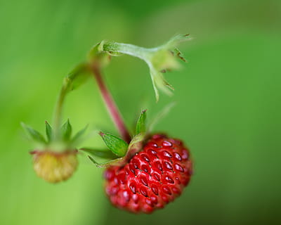 Himbeere, Natur, Obst, rot, reif, bio, Ernte, Himbeeren, Beere, gesundes Essen, Nahansicht, Essen und Trinken, Lebensmittel, Frische, keine Leute, Beerenfrucht, Pflanze, Wohlbefinden, Pflanzenteil, selektiver Fokus, grüne Farbe, Blatt, Wachstum, Fokus auf den Vordergrund, Pflanzenstamm, grüner Hintergrund, Kelchblatt, 5K, CC0, gemeinfrei, lizenzfrei