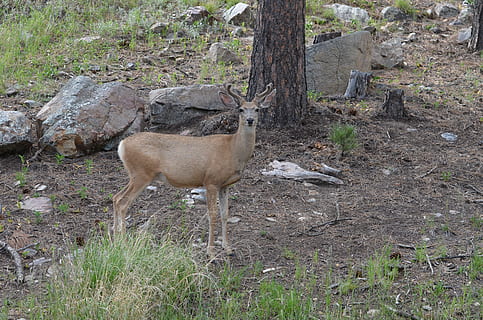 Hirsch, custer, Park, Tierthemen, Tier, Säugetier, Tierwelt, Tiere in freier Wildbahn, Land, Pflanze, Feld, Natur, Wirbeltier, keine Leute, Baum, ein Tier, Tag, Stehen, in voller Länge, Haustiere, draußen, pflanzenfressend, Klima, 4K, CC0, gemeinfrei, lizenzfrei