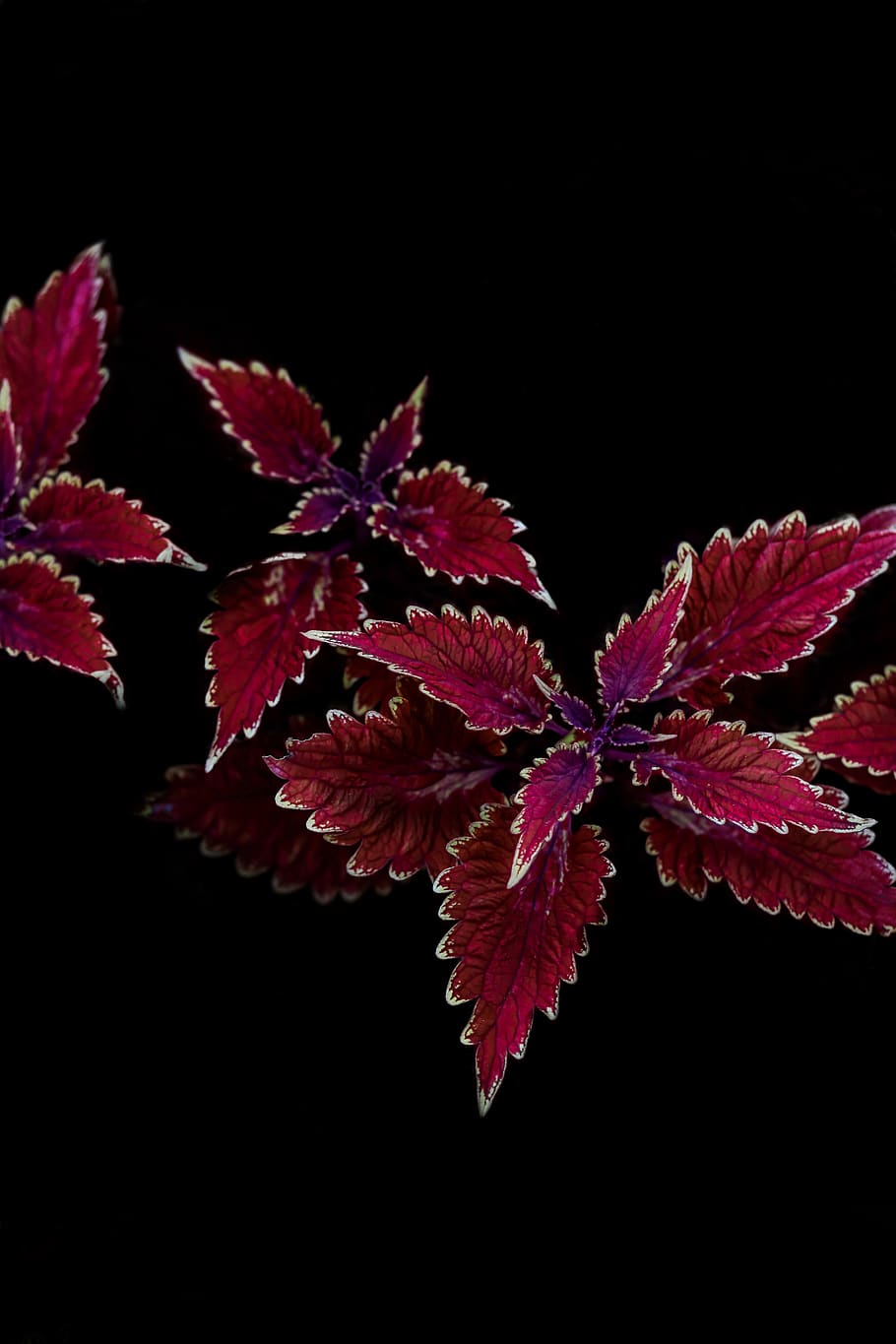 rødbladet plante, plante del, blad, sort baggrund, plante, tæt på, skønhed i naturen, studio skud, vækst, ingen mennesker, rød, natur, sårbarhed, kopiere plads, skrøbelighed, nat, friskhed, efterår, lave om, indendørs, blade, blomsterhoved, naturlig tilstand, 8K