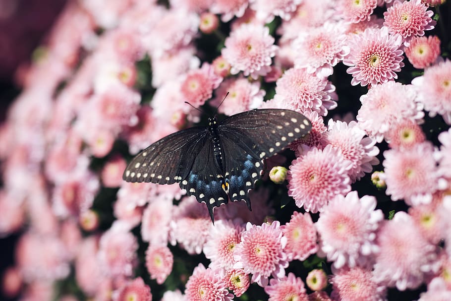 negro, polilla, rosado, crisantemos, flor, planta, flora, clavel, Estados Unidos, Joplin, flor de cerezo, asteraceae, pétalo, dalia, margaritas, margarita, planta floreciendo, temas de animales, animal, un animal, invertebrado, fragilidad, fauna animal, animales en la naturaleza, vulnerabilidad, insecto, color rosa, de cerca, belleza en la naturaleza, naturaleza, ala animal, frescura, crecimiento, nadie, cabeza de flor, mariposa - insecto, al aire libre, primavera, polinización, 5K
