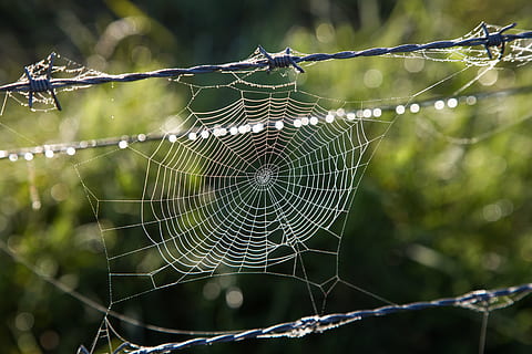 Australia, panza de paianjen, să se concentreze asupra primelor elemente, fragilitate, a închide, vulnerabilitate, animale tematice, nici o persoana, animal, natură, păianjen, zi, frumusețe în natură, modelul natural, complexitate, plantă, cădere brusca, în aer liber, prins, umed, rouă, web, 5K, CC0, domeniu public, fără drepturi de autor