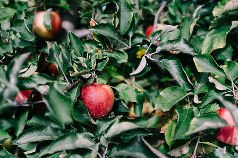 rote Apfelfrucht, Natick, Vereinigte Staaten, Lebensmittel, Flora, Obst, Pflanze, produzieren, Kirsche, Aloe, blühen, Nelke, Blume, Blatt, Essen und Trinken, Pflanzenteil, gesundes Essen, Wachstum, Frische, grüne Farbe, rot, Wohlbefinden, Nahansicht, keine Leute, Natur, Tag, Baum, draußen, Apfel - Frucht, selektiver Fokus, reif, 5K, CC0, gemeinfrei, lizenzfrei