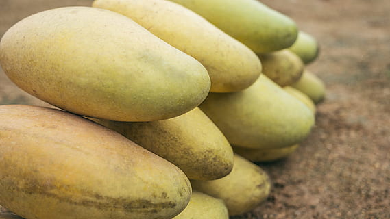 planta, menjar, fruita, mango, pa, vegetals, papaia, rave, patata, cogombre, col, carbassa, produir, vestit, roba, meló, dinar, menjar i beguda, alimentació saludable, frescor, benestar, primer pla, cap gent, grup d'objectes, pila, centrar-se en primer pla, madur, dia, groc, aliments crus, pera, gran grup d'objectes, agricultura, orgànic, 2K, CC0, domini públic, lliure de regalies