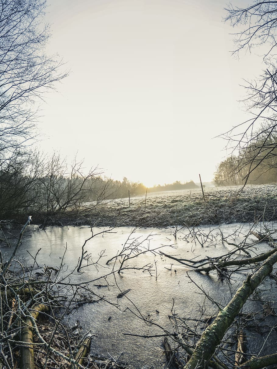 legeme, vand, omgivet, bar, træer foto, grene, dagtimerne, miljø, Mark, tåge, natur, udendørs, flod, plante, himmel, træ, vinter, ro, kold temperatur, ingen mennesker, sne, rolig scene, sø, scenics - natur, skønhed i naturen, dag, bare træ, skyfri himmel, sump, 5K