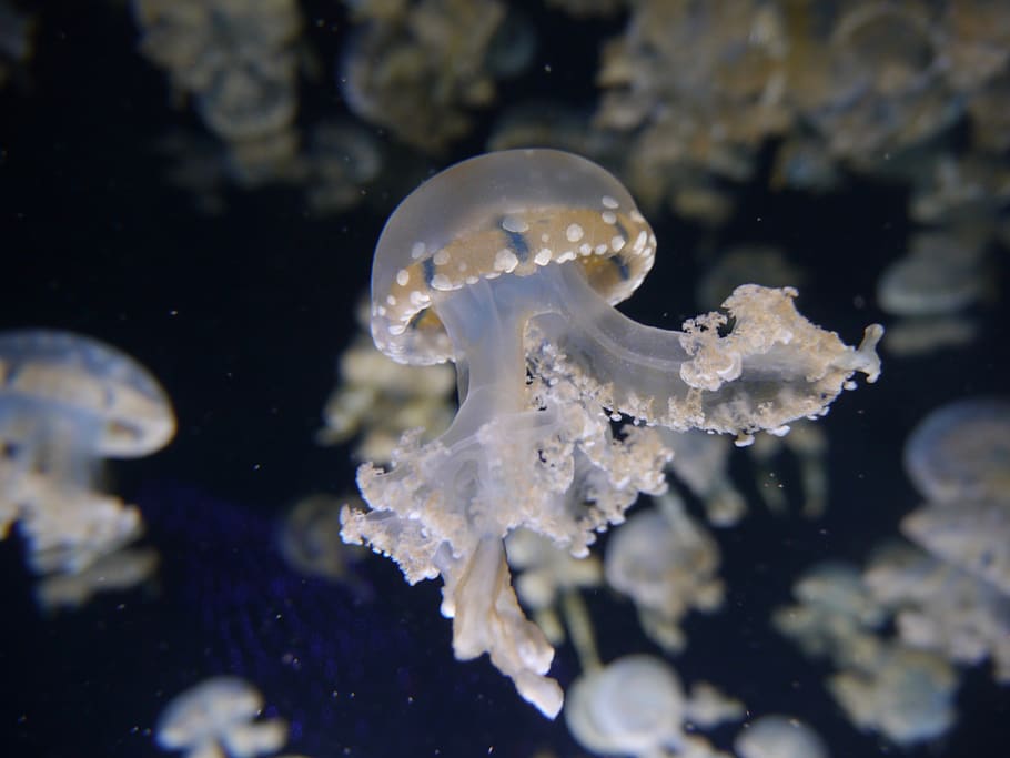 meduses blanques, la vida marina, animal, invertebrat, meduses, fong, tortuga, rèptil, esponja animal, anemone de mar, aquàtics, aigua, manta ray, peix, pop, esports, a l'aire lliure, esport, busseig, busseig aquàtic, bussejador, fauna animal, animals a la natura, temes d'animals, mar, sota l'aigua, marí, nedar, cap gent, naturalesa, primer pla, un animal, submarí, bellesa a la natura, enfocament selectiu, 4K