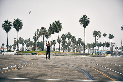 albero, pratica, spiaggia di Venezia, determinazione, focu, giocando, uomo, ragazzo, salto, palla, saltare, uccello, pallacanestro, Palma, clima tropicale, una persona, pianta, cielo, persone reali, natura, lunghezza intera, stili di vita, strada, giorno, attività di svago, mezzi di trasporto, sport, cielo sereno, abbigliamento casual, mezz'aria, all'aperto, 4K, CC0, dominio pubblico, privo di copyright