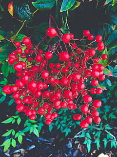 berries, red, food and drink, food, healthy eating, fruit, growth, berry fruit, freshness, plant, close-up, nature, day, no people, plant part, tree, wellbeing, ripe, beauty in nature, leaf, focus on foreground, rowanberry, outdoors, red currant, 4K, CC0, public domain, royalty free