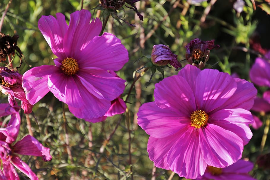 flor, kosmea, kosmee, rosa, espai, tardor, jardí, violeta, planta, naturalesa, flors, l'olor de, botànica, els pètals, primer pla, flora, parc, al Parc, el rerefons, temporada, estacions de l’any, oct, natural, el medi ambient, cosmea, planta amb flors, pètal, fragilitat, frescor, cap de flor, vulnerabilitat, bellesa a la natura, creixement, inflorescència, animal, pol·len, temes d'animals, porpra, fauna animal, animals a la natura, centrar-se en primer pla, color rosa, cap gent, polinització, 5K