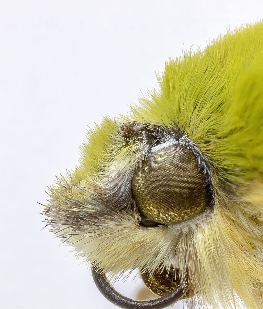 molie, a închide, macro, ochi, limbă, cântare, insectă, natură, vară, grădină, entomologie, animal, un animal, animale tematice, partea corpului animalului, nici o persoana, animale sălbatice, animale în sălbăticie, mamifer, păr de păr, cap de animal, să se concentreze asupra primelor elemente, studio shot, păr, animale vertebrate, nevertebrat, cer, zi, ochi de animale, 4K