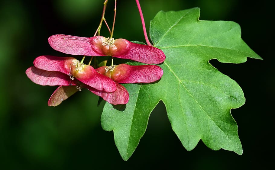 ahorn, blomstre, flor, blad, frø, tæt på, ahorn blad, rød, grøn, natur, multiplikation, forår, farve, plante del, skønhed i naturen, plante, blomst, friskhed, blomstrende plante, kronblad, vækst, skrøbelighed, grøn farve, sårbarhed, ingen mennesker, blomsterstand, blomsterhoved, lyserød farve, dag, vand, udendørs, pollen, blade, lilla, sort baggrund, 5K