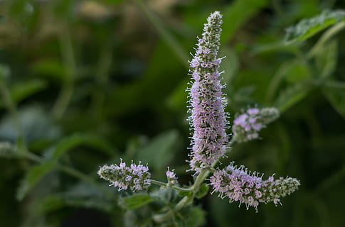 Minze, Pfefferminze, tee, Kräuter, Aroma, Teekräuter, Kräuterpflanze, Heilpflanze, Blume, Pflanze, blühende Pflanze, Wachstum, Verletzlichkeit, Schönheit in der Natur, Zerbrechlichkeit, Frische, Nahansicht, Natur, keine Leute, Tag, lila, grüne Farbe, Fokus auf den Vordergrund, Blütenkopf, Blütenstand, Blütenblatt, selektiver Fokus, draußen, Lavendel, 4K, CC0, gemeinfrei, lizenzfrei