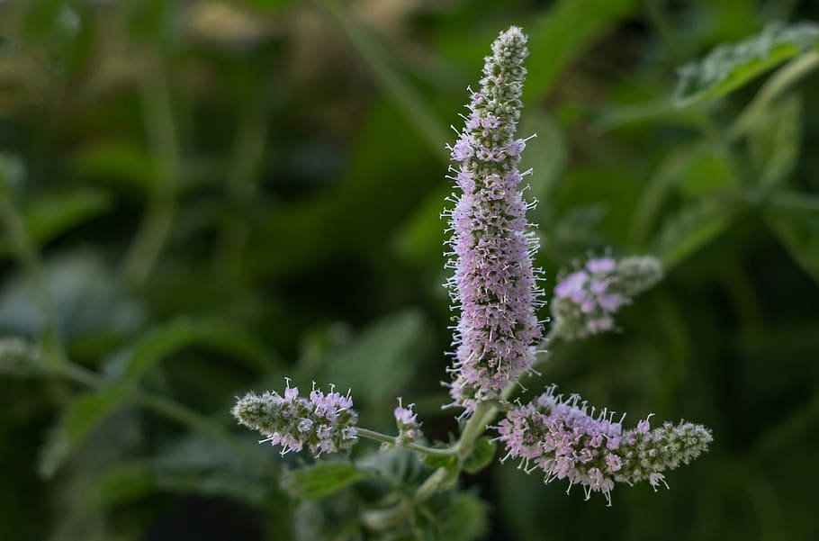 menta, tee, herbes, aroma, herbes de te, planta d’herbes, planta medicinal, flor, planta, planta amb flors, creixement, vulnerabilitat, bellesa a la natura, fragilitat, frescor, primer pla, naturalesa, cap gent, dia, porpra, color verd, centrar-se en primer pla, cap de flor, inflorescència, pètal, enfocament selectiu, a l'aire lliure, espígol, 4K