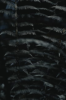 arbres amb fulles grises, fons, marc complet, cap gent, patró, primer pla, abundància, gran grup d'objectes, textura, dia, creixement, naturalesa, planta, full, repetició, bellesa a la natura, a l'interior, enfocament selectiu, falguera, indústria, 8K, CC0, domini públic, lliure de regalies
