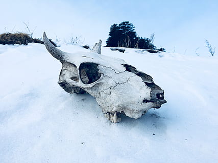 dyreskalle, jord, dækket, sne, kold, dagslys, Skov, pift, frost, frost-, frostvejr, Frosset, is, isnende, landskab, natur, naturskøn, sæson, kranium, himmel, sne bjerg, sne hvid, snedækket, vejr, vinter, vinterlandskab, kold temperatur, hvid farve, Mark, dyr, ingen mennesker, dag, dyre temaer, dækker, pattedyr, hornede, dyr kropsdel, ro, skønhed i naturen, snedækket bjerg, 4K, CC0, offentligt domæne, royaltyfrie