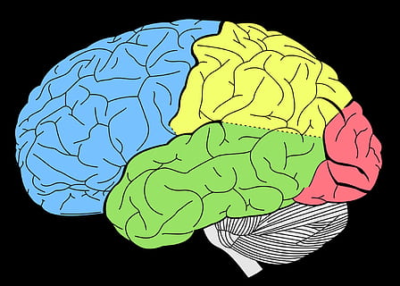 graphic, graphical, brain, representation, thinking, mind, human body part, human brain, people, human hand, nature, body part, hand, indoors, activity, green color, pattern, environment, creativity, architecture, science, technology, blue, mental health, 1080P, CC0, public domain, royalty free