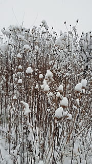 fresh, snow, winter, covers, field, spent, cosmos., snowfall, snow fall, snow accumulation, snowflake, cosmos flower, cosmos plant, cold, frozen, zing, dried, dead, white, plant, cold temperature, growth, beauty in nature, land, nature, no people, tranquility, day, white color, covering, outdoors, sky, tree, flower, 2K, CC0, public domain, royalty free