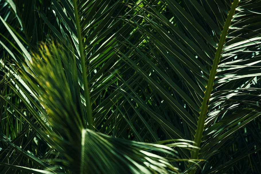 kokosblade, vækst, plante, grøn farve, skønhed i naturen, blad, natur, plante del, tæt på, ingen mennesker, baggrunde, fuld ramme, dag, friskhed, udendørs, jord, ro, træ, fokus på forgrunden, Palme træ, palmblad, græsblad, regndråbe, 5K