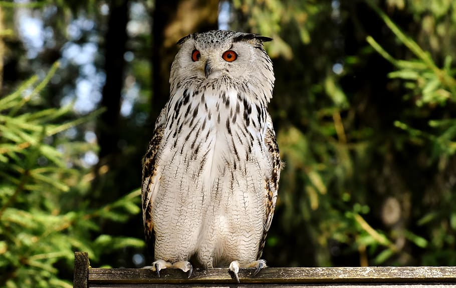 ugle, fugl, fjer, eagle ugle, dyr, vilde fugl, nuttet, hoved, regning, fjerdragt, natur, dyr verden, flyvende, wildpark poing, dyre temaer, hvirveldyr, et dyr, dyreliv, dyr i naturen, rovfugl, fokus på forgrunden, træ, perching, dag, ingen mennesker, plante, tæt på, udendørs, afdeling, forfra, ørn, 5K