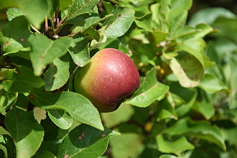 Mela, albero, albero di mele, frutta, natura, maturo, ramo, kernobst gewaechs, delizioso, rosso, fresco, vitamine, Apfelernte, albero da frutta, cibo e bevande, cibo, parte vegetale, foglia, mangiare sano, freschezza, colore verde, crescita, pianta, benessere, avvicinamento, mela - frutto, giorno, bellezza nella natura, nessuno, all'aperto, 5K, CC0, dominio pubblico, privo di copyright