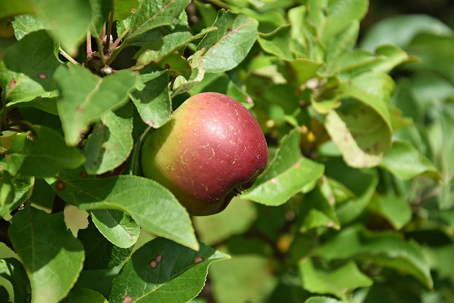 Mela, albero, albero di mele, frutta, natura, maturo, ramo, kernobst gewaechs, delizioso, rosso, fresco, vitamine, Apfelernte, albero da frutta, cibo e bevande, cibo, parte vegetale, foglia, mangiare sano, freschezza, colore verde, crescita, pianta, benessere, avvicinamento, mela - frutto, giorno, bellezza nella natura, nessuno, all'aperto, 5K