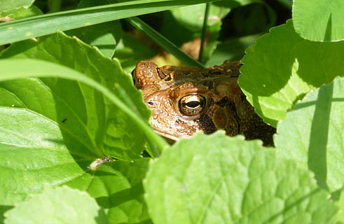 toad, leaves, plant part, leaf, animal, animal wildlife, animal themes, one animal, green color, animals in the wild, plant, nature, frog, no people, close-up, amphibian, growth, day, vertebrate, selective focus, camouflage, outdoors, 2K, CC0, public domain, royalty free