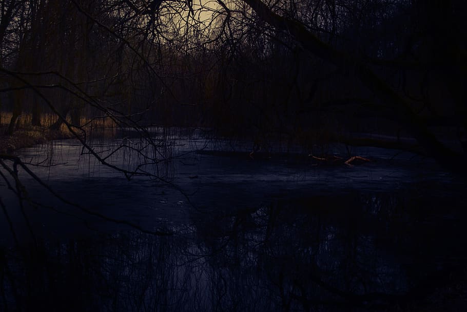 lago, arboles, primavera, noche, oscuro, sombra, oscuridad, árbol, camino, amarillo, parque, bosque, azul, azul y amarillo, marzo, negro, amarillo y negro, negro y amarillo, ze, agua, tranquilidad, planta, nadie, tierra, naturaleza, belleza en la naturaleza, escena tranquila, reflexión, paisajes - naturaleza, rama, silueta, árbol desnudo, escena no urbana, frente al mar, al aire libre, 4K