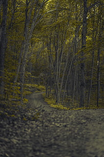 sentiero, alberi, foresta, strada, albero, foglia, le foglie, voglia di girovagare, bosco, all'aperto, natura, Esplorare, escursione, avventura, pista, buio, lunatico, umore, mistico, mistero, outdoorsman, autunno, stagione, paesaggio, Paesaggi, giallo, ramo, bellezza nella natura, nessuno, scena rurale, scena tranquilla, luce - fenomeno naturale, strada a corsia unica, scena non urbana, ottobre, ambiente, color oro, parco - spazio creato dall'uomo, luce del sole, colore verde, mattina, pianta, giorno, albero deciduo, sfondi, colori, tronco d'albero, immagine a colori, 5K, CC0, dominio pubblico, privo di copyright