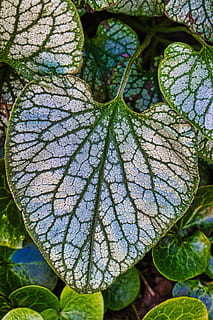 frunze, structura, fundal, natură, textură, verde, parte a plantelor, plantă, Culoarea verde, creştere, a închide, frumusețe în natură, zi, nici o persoana, vena frunzelor, în aer liber, să se concentreze asupra primelor elemente, modelul natural, copac, liniște, prospeţime, botanică, apă, 5K, CC0, domeniu public, fără drepturi de autor
