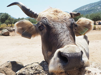 vache, dyre temaer, dyr, et dyr, husdyr, indenlandske, pattedyr, kæledyr, kvæg, hvirveldyr, natur, dag, tæt på, fokus på forgrunden, ko, jord, ingen mennesker, kigger på kameraet, portræt, dyreliv, udendørs, dyr hoved, planteædende, 4K, CC0, offentligt domæne, royaltyfrie