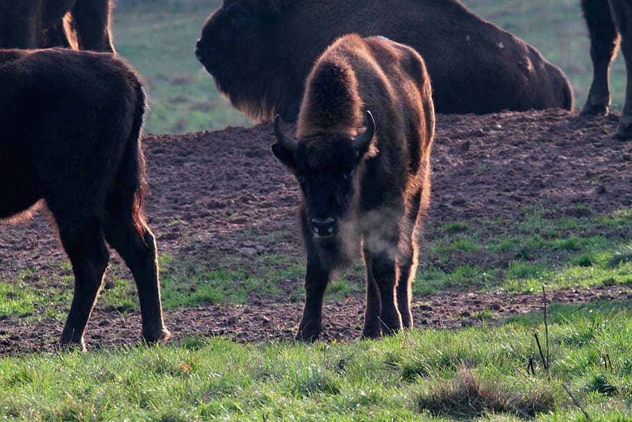 wisent, búfala, bisons, massiu, vedella, banyes, animal, zoo, gran, parc natural, bosc de tardor, imposant, desert, animals salvatges, ramat, vaca, toro, vaques, pastures, marró, remugants, Warburg, mamífer, temes d'animals, grup d’animals, fauna animal, terra, herba, vertebrats, camp, animals domèstics, bestiar, dia, naturalesa, cap gent, animals a la natura, nacional, dos animals, planta, mascotes, agricultura, herbívors, a l'aire lliure, família d’animals, 2K
