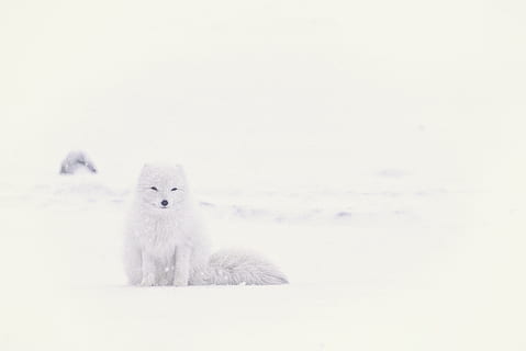 la neve, inverno, bianca, freddo, tempo metereologico, ghiaccio, natura, artico, animale, orso, temi animali, mammifero, un animale, temperatura fredda, nessuno, copia spazio, fauna selvatica, Colore bianco, animali allo stato selvatico, giovane animale, orso polare, carina, vertebrato, guardando la fotocamera, ritratto, morbidezza, 5K, CC0, dominio pubblico, privo di copyright