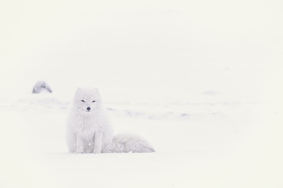 neu, hivern, blanc, fred, temps, gel, naturalesa, àrtic, animal, suportar, temes d'animals, mamífer, un animal, temperatura de fred, cap gent, còpia espai, fauna animal, Color blanc, animals a la natura, animal jove, ós polar, bonic, vertebrats, mirant la càmera, retrat, suavitat, 5K