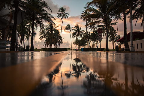 palmeres, Palmera, arbre, cel, núvol, carretera, aigua, reflexió, perspectiva, fosc, vespre, posta de sol, tropical, temps, després de la pluja, sortida del sol, miami, clima tropical, naturalesa, platja, vacances, mar, estiu, a l'aire lliure, complex turístic, viatjar, idíl·lic, relaxació, illa, llum solar, palmera de coco, línia de costa, escenics, escena tranquil·la, destinacions de viatge, sortida del sol - alba, sol, cap gent, silueta, nit, bellesa a la natura, paisatge, blau, hotel, turisme, 5K, CC0, domini públic, lliure de regalies