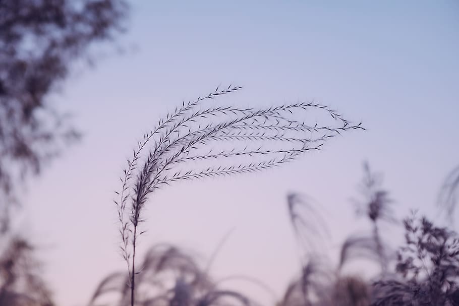 forvrænget plante, plante, græs, græsplæne, reed, træ, himmel, stilk, natur, dyr, fugl, lyserød, vind, tæt på, skumring, lilla, vinter, Amaranthaceae, potteplante, plantageejer, krukke, vækst, ingen mennesker, fokus på forgrunden, selektiv fokusering, ro, skyfri himmel, skønhed i naturen, udendørs, dag, afdeling, bare træ, skrøbelighed, lav vinkel visning, sårbarhed, nåletræ, 5K