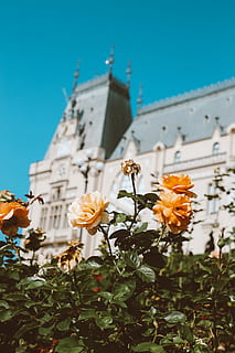 flors de color taronja, flora, planta, cosmos, heura, flor, arquitectura, campanar, edifici, torre, rosa, aster, pètal, gira-sol, margarides, margarida, ornament, arranjament floral, ram de flors, balcó, planta amb flors, estructura construïda, cel, exterior de l'edifici, frescor, naturalesa, creixement, fragilitat, vulnerabilitat, bellesa a la natura, vista d’angle baix, cap gent, primer pla, cel clar, dia, cap de flor, a l'aire lliure, pol·len, 5K, CC0, domini públic, lliure de regalies