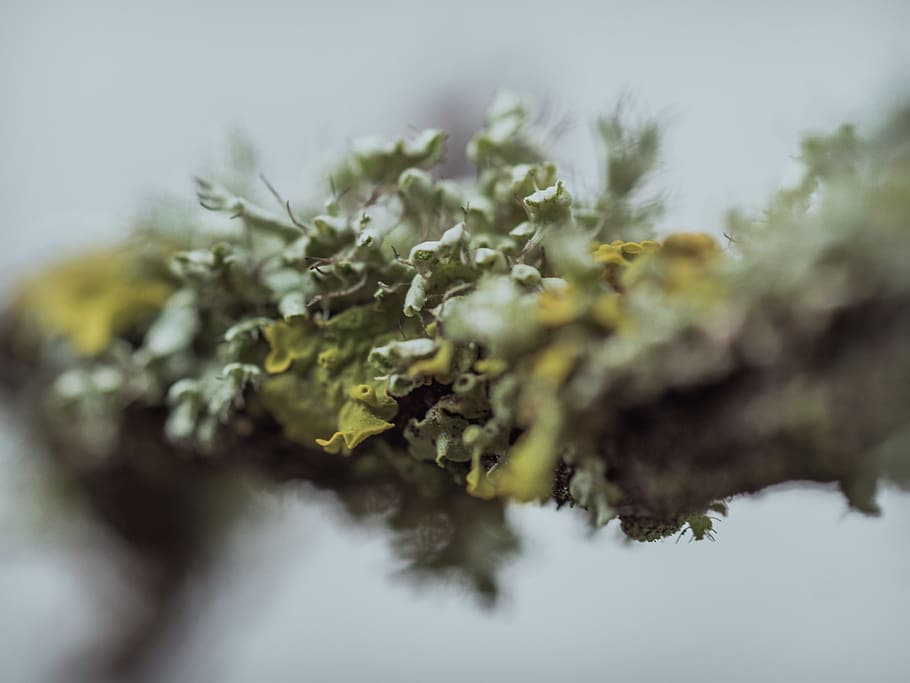 alghe verdi, assistenza sanitaria e medicina, medicina, avvicinamento, pianta, marijuana - cannabis a base di erbe, medicina alternativa, messa a fuoco selettiva, erba, nessuno, narcotico, pianta di cannabis, medicina di erbe, natura, cibo e bevande, cibo, droghe ricreative, cannabis - narcotico, colore verde, parte vegetale, foglia, cannabis medica, 4K