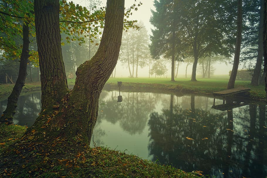 Nebel, See, Pools, Baum, kalt, nebelig, Wasser, Natur, Landschaft, Stimmung, Wald, sich ausruhen, ruhig, Reflexionen, mystisch, Leise, friedlich, Reflexion, Pflanze, Ruhe, Schönheit in der Natur, ruhige Szene, Baumstamm, Kofferraum, Wachstum, Szenen - Natur, Land, keine Leute, Nicht-städtische Szene, Tag, idyllisch, draußen, Reflexionssee, 5K