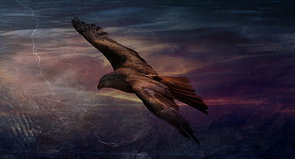 adler, faucon, Aigle, rapide, vite, voler, en volant, oiseau, haute, la taille, modifier, animal, thèmes animaux, animaux à l'état sauvage, la faune des animaux, un animal, vertébré, déployer des ailes, la nature, nuage - ciel, ciel, personne, partie du corps de l'animal, en plein air, oiseau de proie, mouvement, beauté dans la nature, Marin, 5K, CC0, domaine public, libre de droits