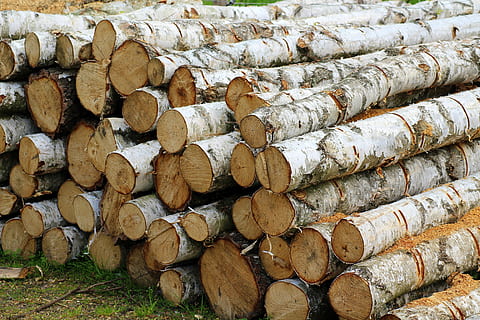 pohon, memotong, Birch, batch, industri, kayu, kayu bakar, tumpukan kayu, kulit kayu, pemotongan, tumpukan, log, industri kayu, penggundulan hutan, sekelompok besar objek, bahan kayu, hutan, kelimpahan, bahan bakar dan pembangkit listrik, bingkai penuh, latar belakang, isu yang berkaitan dengan lingkungan, hari, tidak ada orang, di luar rumah, memesan, polusi, genteng, 5K, CC0, domain publik, bebas royalti