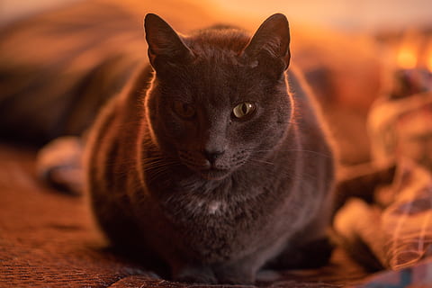 gat gris, mascota, gat, animal, mamífer, manx, abissini, humà, persona, meu, gris, pell, fusta, fusta dura, bronze, gat negre, barana, mobles, sofà, gatet, un animal, mascotes, gat domèstic, nacional, mirant la càmera, animals domèstics, retrat, felí, cap gent, a l'interior, primer pla, centrar-se en primer pla, vista frontal, relaxació, part del cos dels animals, bigotis, 5K, CC0, domini públic, lliure de regalies