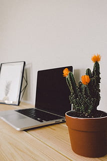 macbook spento, professionista, accanto, in vaso, verde, cactus, avvicinamento, scrivania, elettronica, flora, fiori, messa a fuoco, crescita, in casa, tastiera, il computer portatile, moderno, pianta, pentola, camera, schermo, tecnologia, legna, posto di lavoro, spazio di lavoro, tavolo, pianta fiorita, fiore, pianta in vaso, vaso, nessuno, tecnologia wireless, natura, computer, legno - materiale, comunicazione, pianta della casa, natura morta, interno di casa, vaso di fiori, testa di fiore, composizione floreale, 5K, CC0, dominio pubblico, privo di copyright