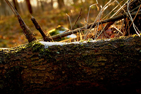 tree, plant, ground, tree trunk, nature, forest, snow, frost, vegetation, plants, autumn, log, winter, leaf, rust, moss, land, outdoors, woodland, mushroom, close-up, focus on foreground, no people, trunk, day, selective focus, textured, growth, fallen tree, rusty, bark, tranquility, dead plant, lichen, 2K, CC0, public domain, royalty free