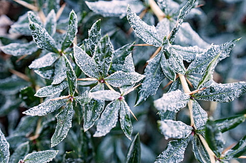 bruma, iarnă, rece, magia de iarnă, înghețat, iced, temperatura rece, plantă, zăpadă, îngheţat, gheaţă, frunze, natură, a închide, parte a plantelor, frumusețe în natură, îngheţ, creştere, să se concentreze asupra primelor elemente, nici o persoana, zi, Culoarea verde, copac, în aer liber, conifer, 4K, CC0, domeniu public, fără drepturi de autor