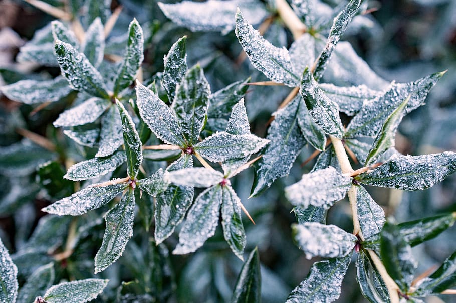bruma, iarnă, rece, magia de iarnă, înghețat, iced, temperatura rece, plantă, zăpadă, îngheţat, gheaţă, frunze, natură, a închide, parte a plantelor, frumusețe în natură, îngheţ, creştere, să se concentreze asupra primelor elemente, nici o persoana, zi, Culoarea verde, copac, în aer liber, conifer, 4K
