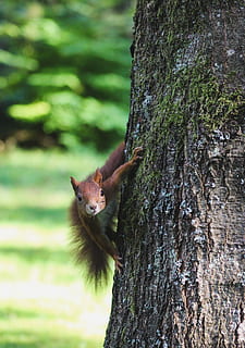 marró, esquirol, tronc de l'arbre, animal, mamífer, rosegador, Alemanya, braunlage, gartenschach im kurgarten, arbre, bosc, verd, fusta, molsa, flora, planta, conífera, temes d'animals, tronc, un animal, cap gent, vertebrats, gat, fauna animal, felí, naturalesa, mascotes, mirant la càmera, nacional, dia, a l'aire lliure, bigotis, escorça, 4K, CC0, domini públic, lliure de regalies
