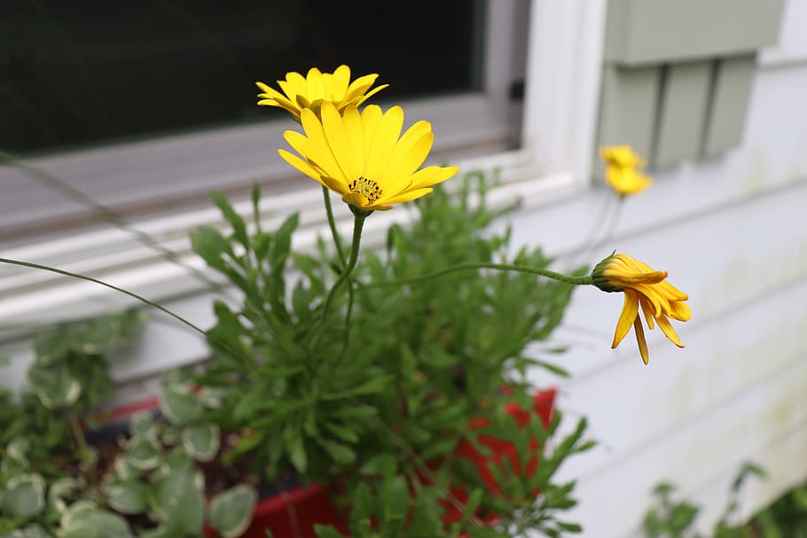 Blume, Grün, Verschluss, blühende Pflanze, Gelb, Pflanze, Zerbrechlichkeit, Verletzlichkeit, Frische, Wachstum, Schönheit in der Natur, Blütenblatt, Blütenkopf, Blütenstand, Nahansicht, Natur, Fokus auf den Vordergrund, Pollen, Gebäudehülle, Tag, die Architektur, gebaute Struktur, keine Leute, draußen, 5K